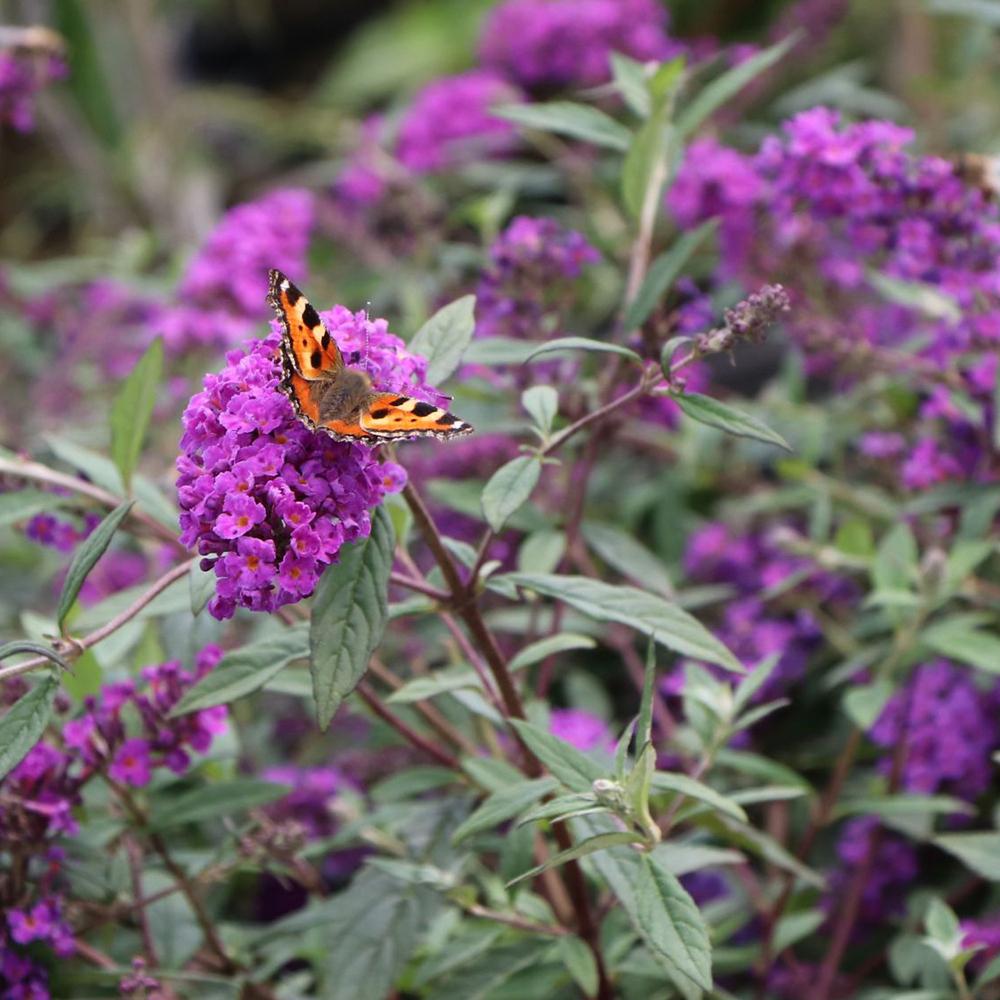 Liliac de vara Purple Lion, livrat in ghiveci de 4.6 L