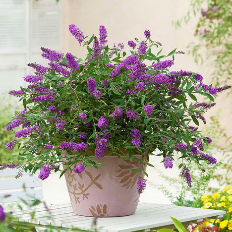 Black Friday - Reduceri Liliac de Vara roz-violet Tutti Frutti (Buddleja) Promotie