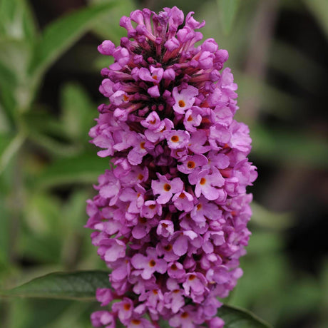 Liliac de Vara roz-violet Tutti Frutti (Buddleja)