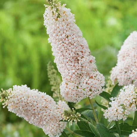 Black Friday - Reduceri Liliac de Vara alb White Swan (Buddleja) Promotie