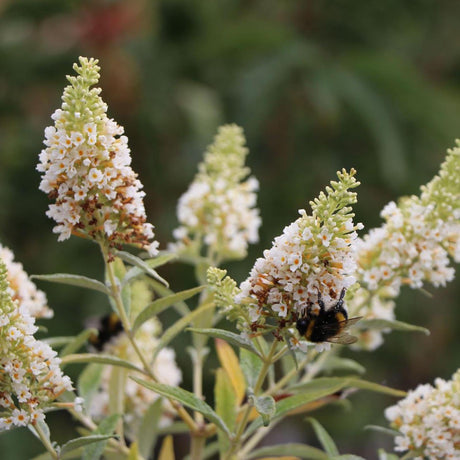 Black Friday - Reduceri Liliac de Vara alb White Swan (Buddleja) Promotie