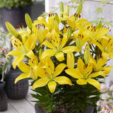 Lilium asiatic – Crin Golden Matrix - VERDENA-35 cm inaltime livrat in ghicevi de 1.3 L