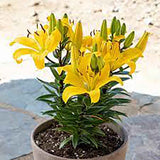 Lilium asiatic – Crin Golden Matrix - VERDENA-35 cm inaltime livrat in ghicevi de 1.3 L