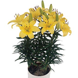 Lilium asiatic – Crin Golden Matrix - VERDENA-35 cm inaltime livrat in ghicevi de 1.3 L