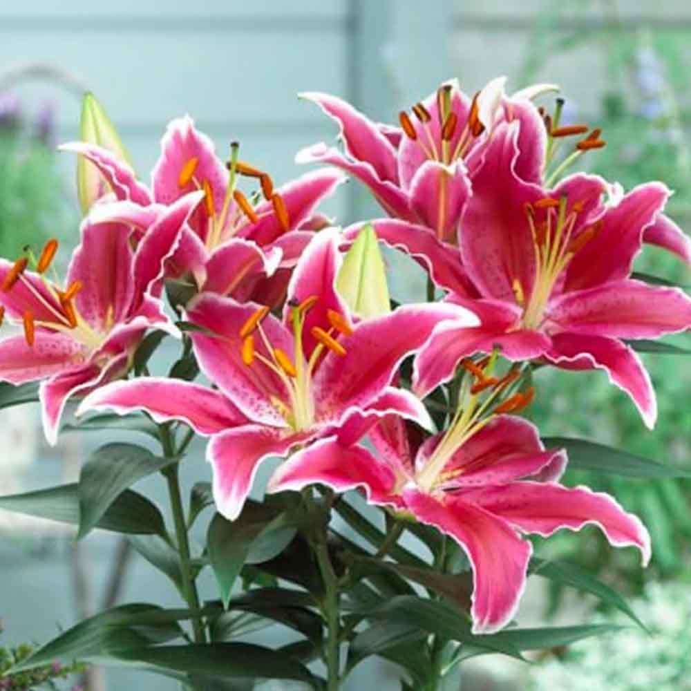 Lilium Asiatic- Crin Starlight Express - VERDENA-65 cm inaltime livrat in ghicevi de 3 L