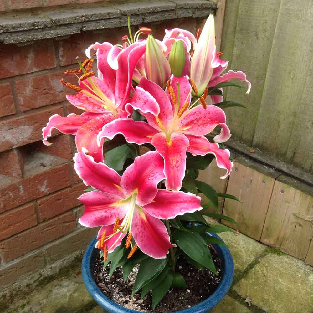 Lilium Asiatic- Crin Starlight Express - VERDENA-65 cm inaltime livrat in ghicevi de 3 L