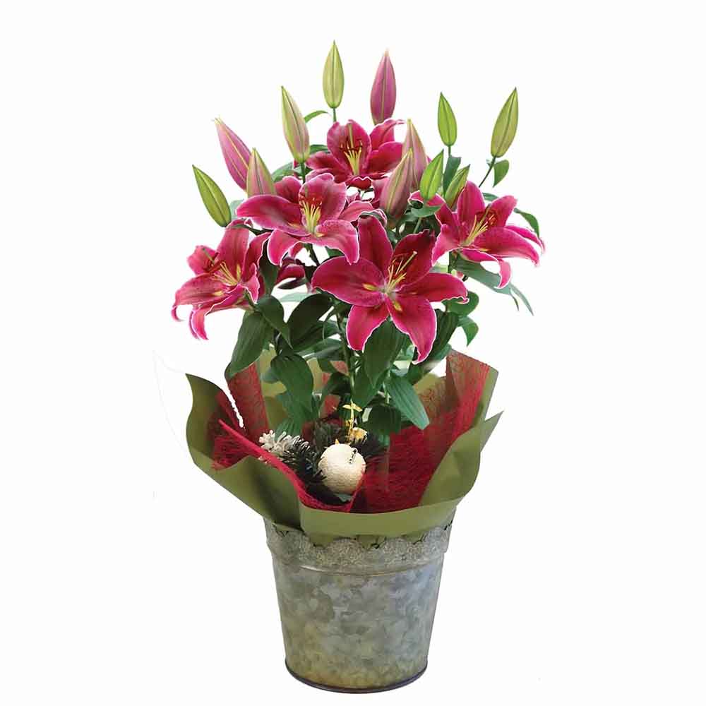 Lilium Asiatic- Crin Starlight Express - VERDENA-65 cm inaltime livrat in ghicevi de 3 L