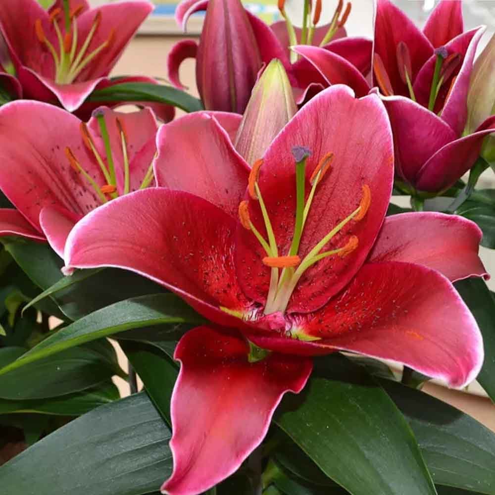 Lilium Asiatic- Crin Sunny Keys - VERDENA-45 cm inaltime livrat in ghicevi de 1.3 L