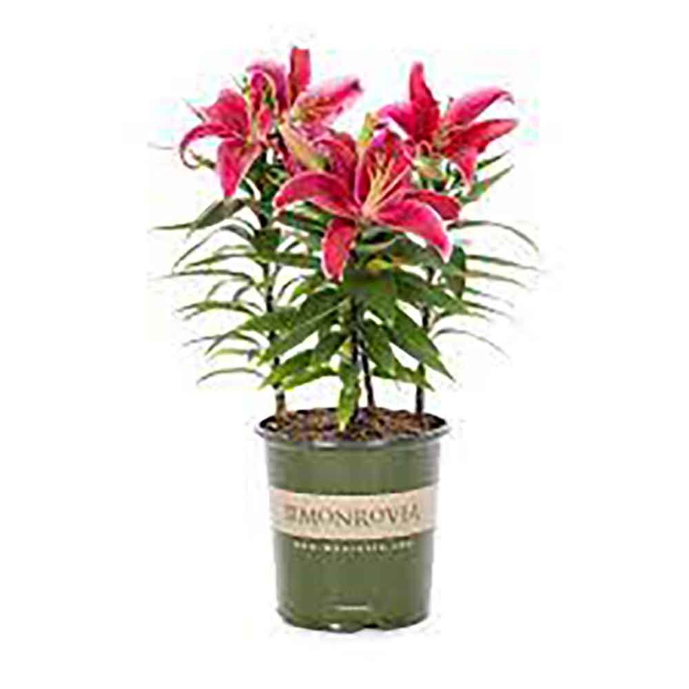 Lilium Asiatic- Crin Sunny Keys - VERDENA-45 cm inaltime livrat in ghicevi de 1.3 L