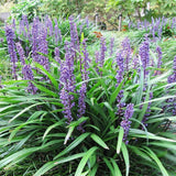 Liriope Big Blue - VERDENA-30-35 cm inaltime livrat in ghiveci de 6.5 L