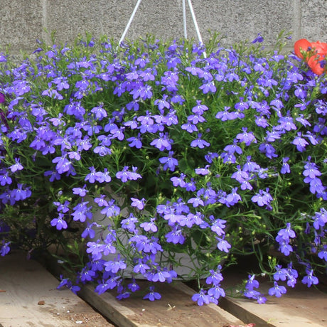 Lobelia - VERDENA-55 cm inaltime livrat in ghiveci de 9 L