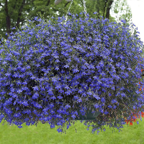 Lobelia curgatoare, cu flori albastre vibrante