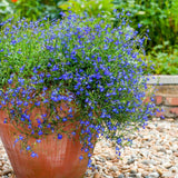 Lobelia - VERDENA-55 cm inaltime livrat in ghiveci de 9 L