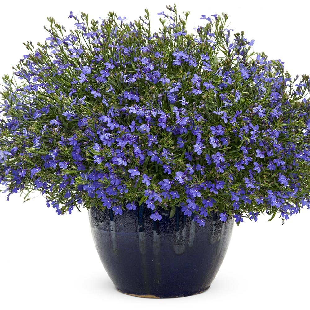 Lobelia - VERDENA-55 cm inaltime livrat in ghiveci de 9 L