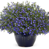 Lobelia - VERDENA-55 cm inaltime livrat in ghiveci de 9 L