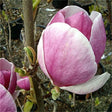 Magnolia Lennei - VERDENA-80-100 cm inaltime livrat in ghiveci de 7.5 L