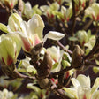 Magnolia Sunsation, 60-  80 inaltime, in ghiveci de 6L