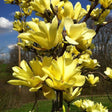 Magnolia Yellow Bird, 60-  80 inaltime, in ghiveci de 6L