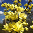 Magnolia Yellow River, 125-150 cm inaltime, in ghiveci de 10L