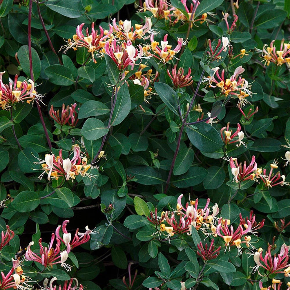 Mana Maicii Domnului Goldflame (Lonicera), cu Flori Purpuriu-Galben, Cataratoare - VERDENA-65 cm inaltime, livrat in ghiveci de 2 l