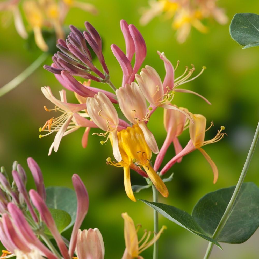 Mana Maicii Domnului/Caprifoi (Lonicera) Henryi, cu flori rosu-galbui, cataratoare - VERDENA-65 cm inaltime, livrat in ghiveci de 2 l