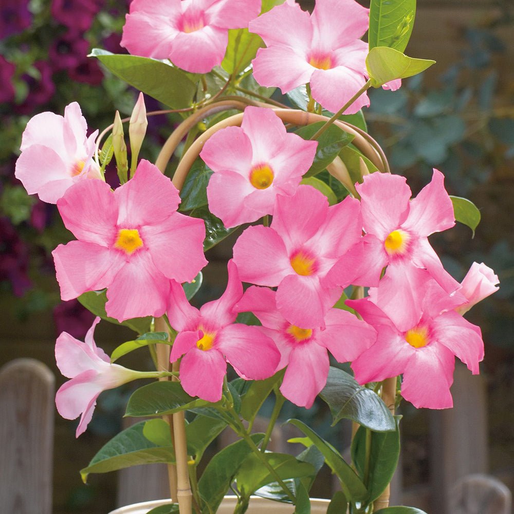 Mandevilla Rio Pink - VERDENA-85 cm cm inaltime livrat in ghiveci de 5 L