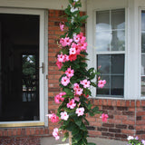 Mandevilla Rio Pink - VERDENA-85 cm cm inaltime livrat in ghiveci de 5 L