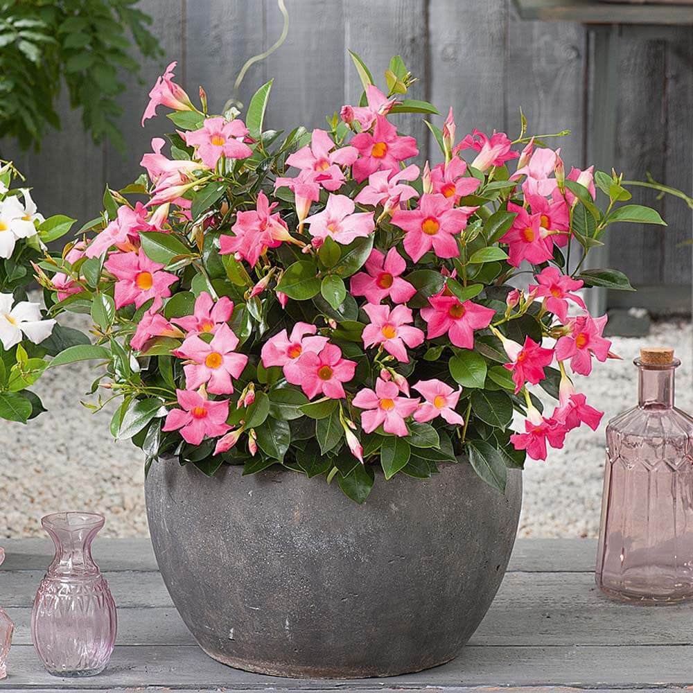 Mandevilla Rio Pink - VERDENA-85 cm cm inaltime livrat in ghiveci de 5 L