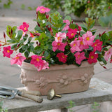 Mandevilla Rio Pink - VERDENA-85 cm cm inaltime livrat in ghiveci de 5 L