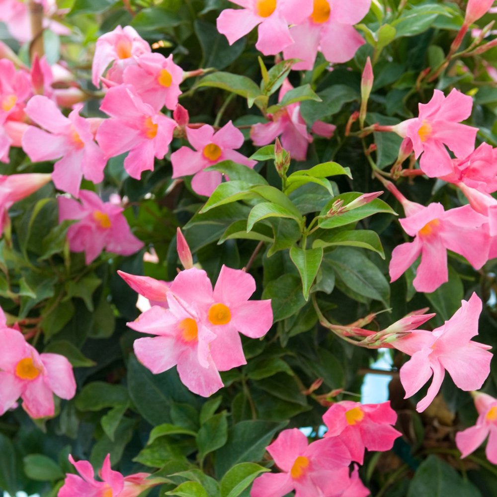 Mandevilla Rio Pink - VERDENA-85 cm cm inaltime livrat in ghiveci de 5 L