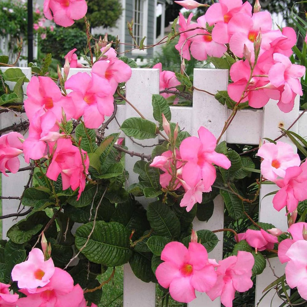 Mandevilla Rio Pink - VERDENA-85 cm cm inaltime livrat in ghiveci de 5 L