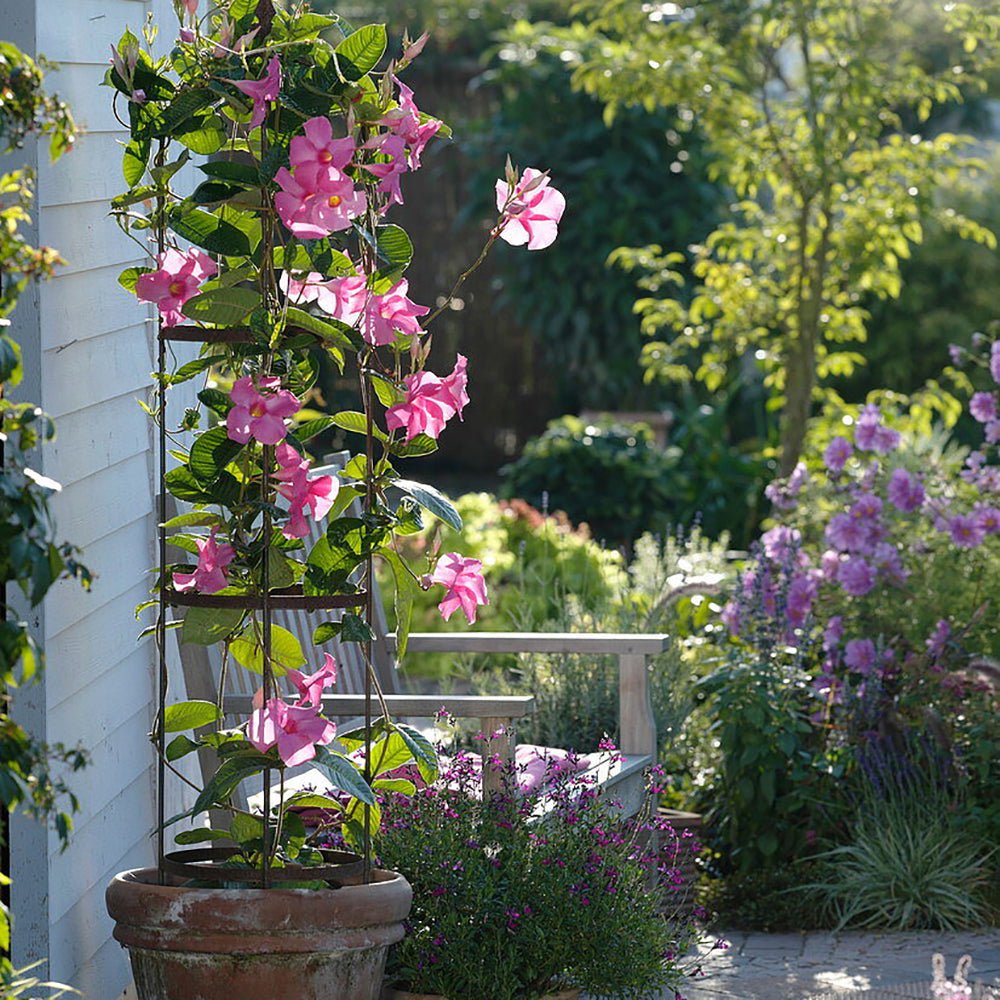 Mandevilla Rio Pink - VERDENA-85 cm cm inaltime livrat in ghiveci de 5 L