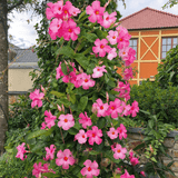 Mandevilla Rio Pink - VERDENA-85 cm cm inaltime livrat in ghiveci de 5 L