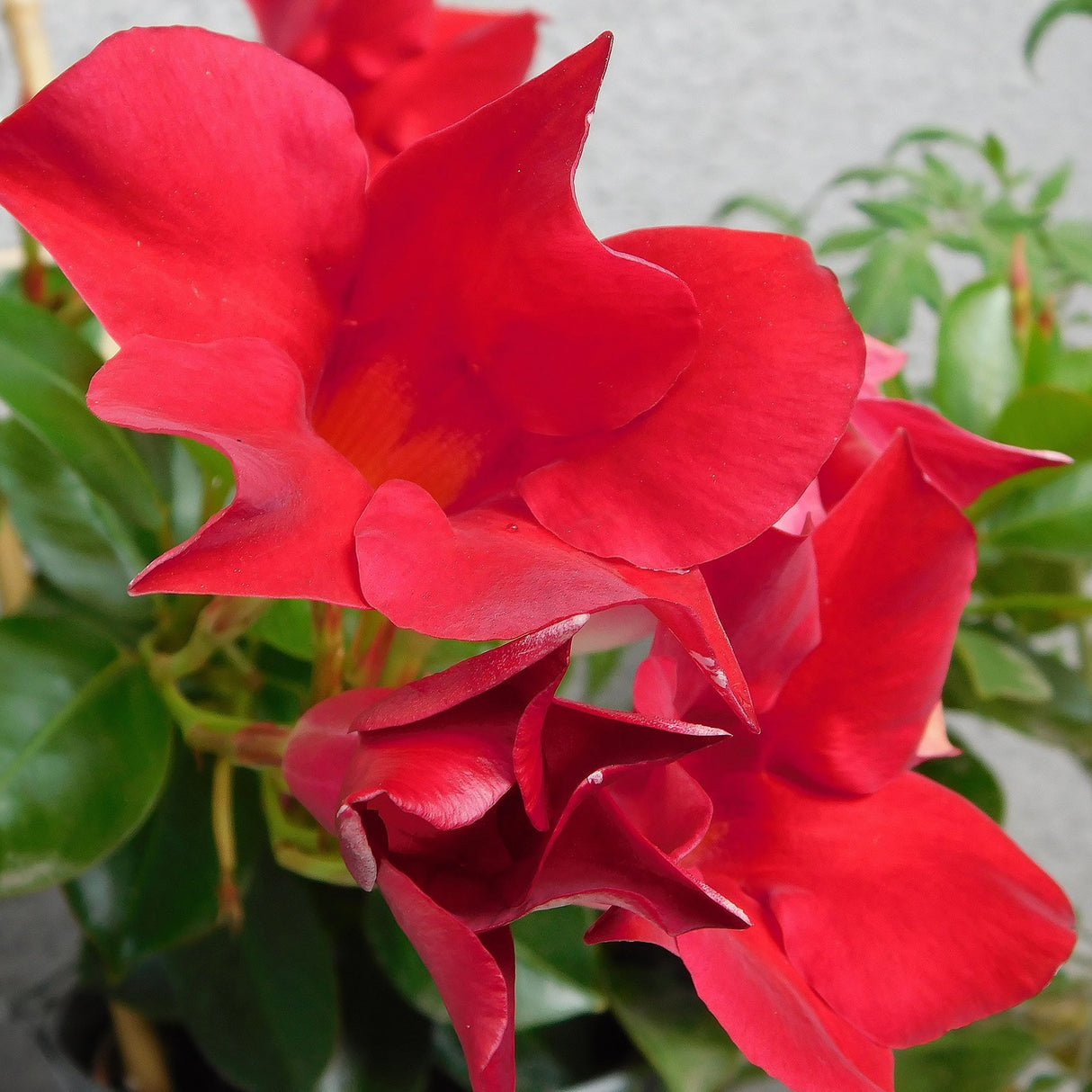 Mandevilla Sundaville, 60 cm inaltime, in ghiveci de 3L