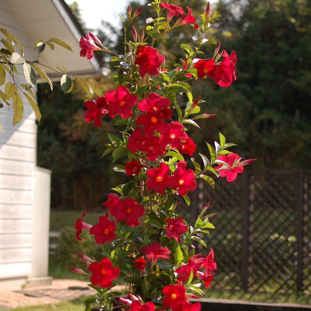 Mandevilla Sundaville - VERDENA-150 cm inaltime in ghiveci de 12.5 L