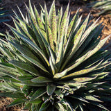 Mangave (suculenta) Pineapple Expres, 25-30 cm inaltime, in ghiveci de 1.7L