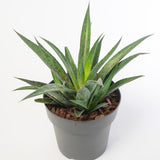 Mangave (suculenta) Pineapple Expres, 25-30 cm inaltime, in ghiveci de 1.7L