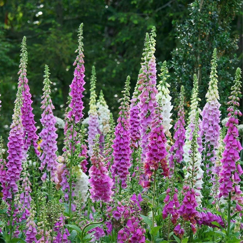 Manusa de vulpe Purpurea, 40-50 cm. la livrare, in ghiveci de 4L