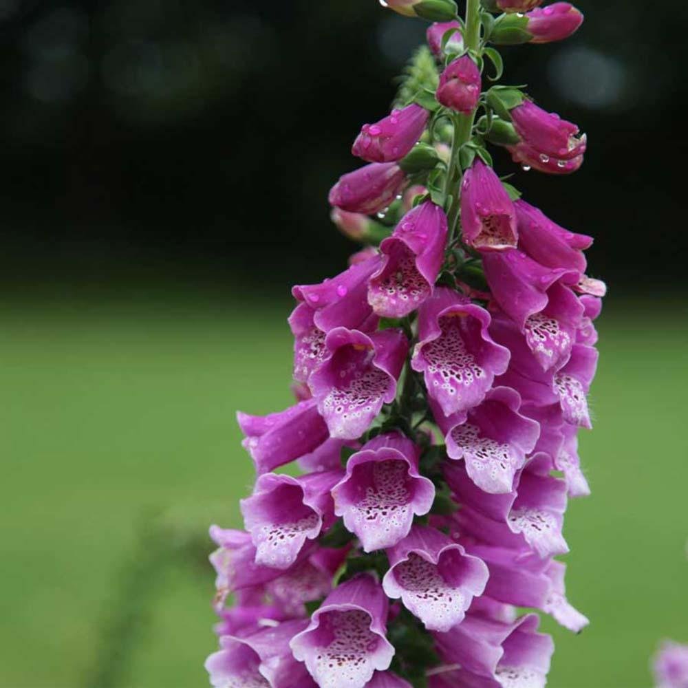 Manusa de vulpe Purpurea, 40-50 cm. la livrare, in ghiveci de 4L