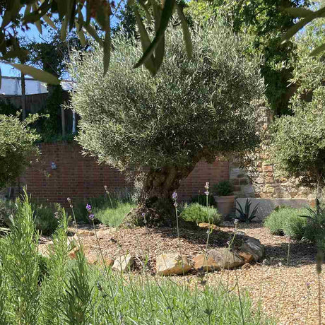 Maslin Bonsai Stravechi (100 Ani) 180 cm, aclimatizat