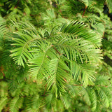 Metasequoia glyptostroboides - VERDENA-60-80 cm la livrare in ghiveci de 5 L