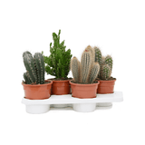 Mix Cactusi, 40 cm la livrare, in ghiveci de Ø  17 cm