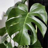 Monstera Deliciosa - 120 cm - VERDENA-120 cm inaltime, livrat in ghiveci de 5 l