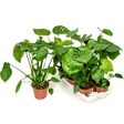 Black Friday - Reduceri Monstera Deliciosa - 70 cm Promotie