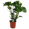 Black Friday - Reduceri Monstera Deliciosa - 90 cm Promotie