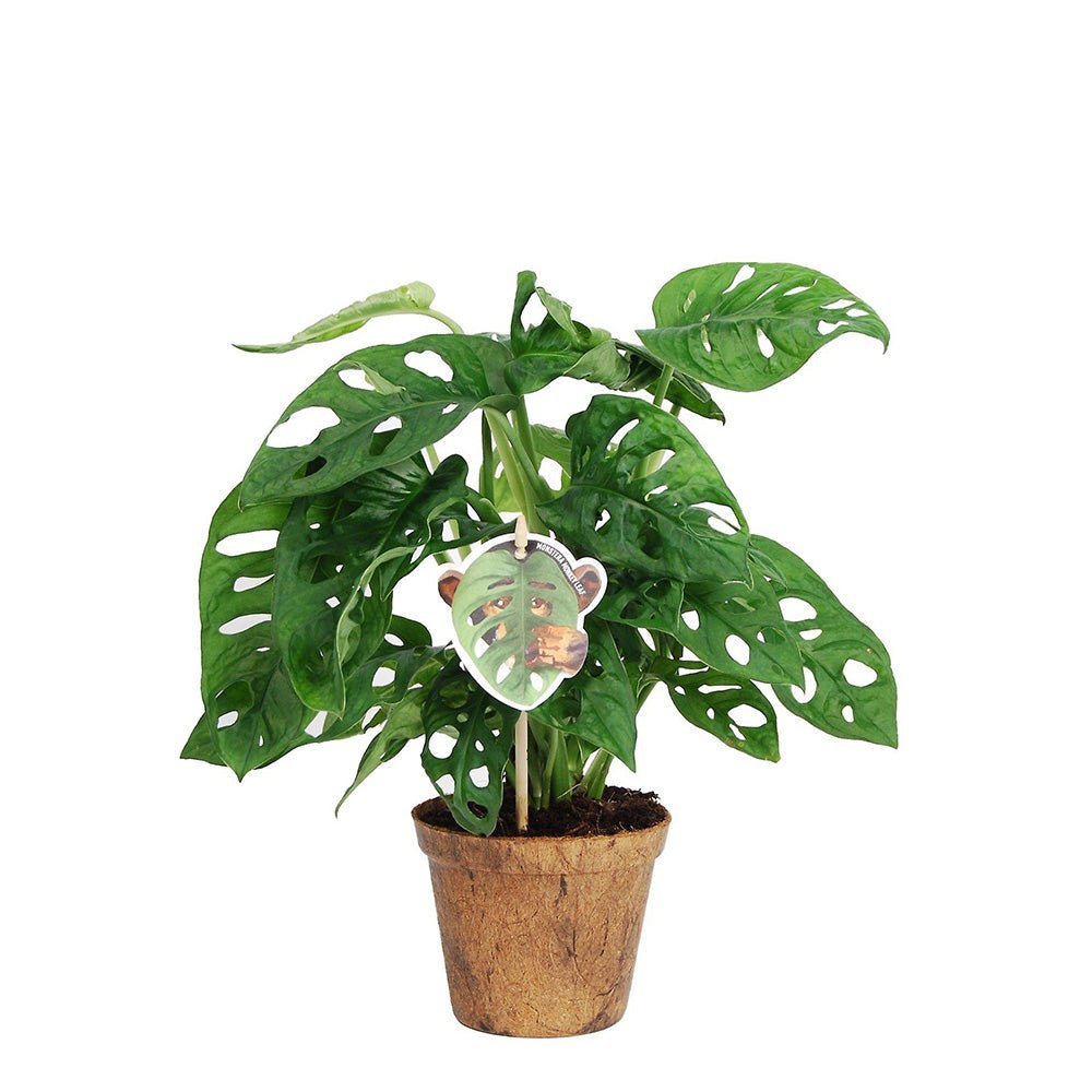 Monstera Obliqua - 25 cm - VERDENA-25 cm inaltime, livrat in ghiveci de 1.2 l