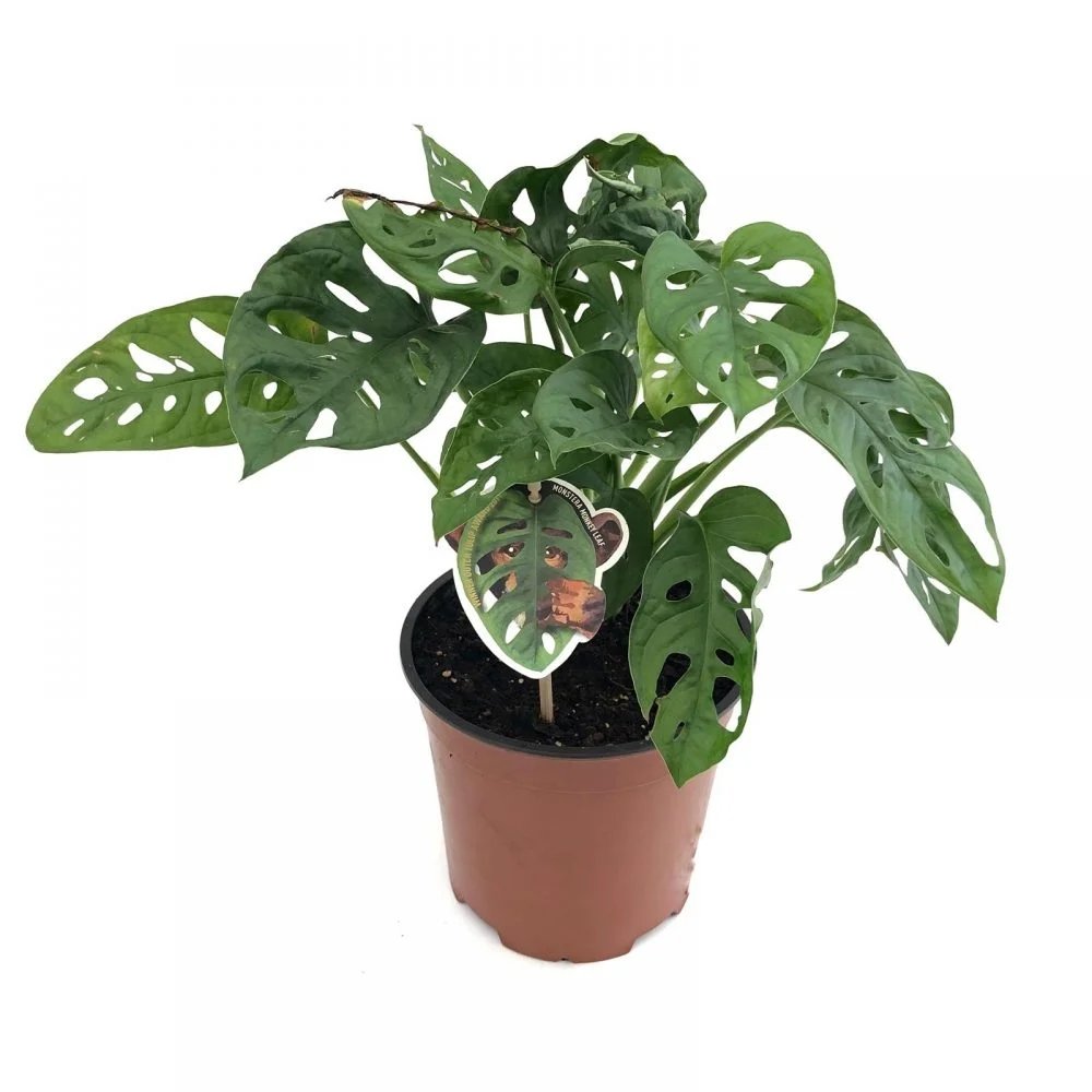 Monstera Obliqua - 25 cm - VERDENA-25 cm inaltime, livrat in ghiveci de 1.2 l