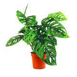 Monstera Obliqua - 40 cm - VERDENA-40 cm inaltime livrat in ghiveci de 3 l