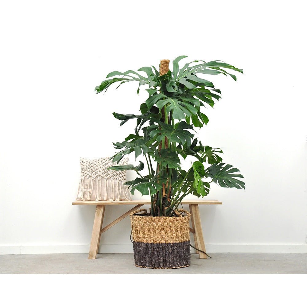 Monstera Pertusum cu suport - 150 cm - VERDENA-150 cm inaltime, livrat in ghiveci de 5 l