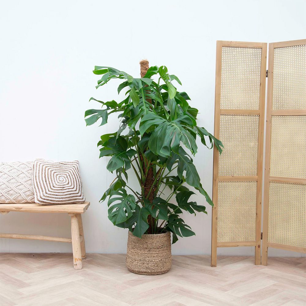 Monstera Pertusum cu suport - 150 cm - VERDENA-150 cm inaltime, livrat in ghiveci de 5 l